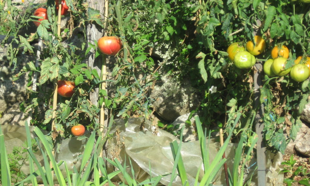 Potager du du gîte A la lisère - Ardèche