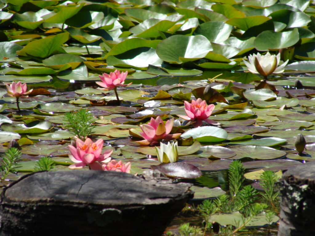 Nénuphar du jardin du gîte A la lisère - Ardèche