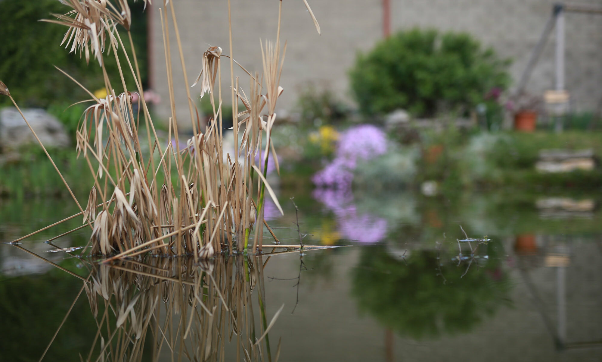 Jardin du gîte A la lisière