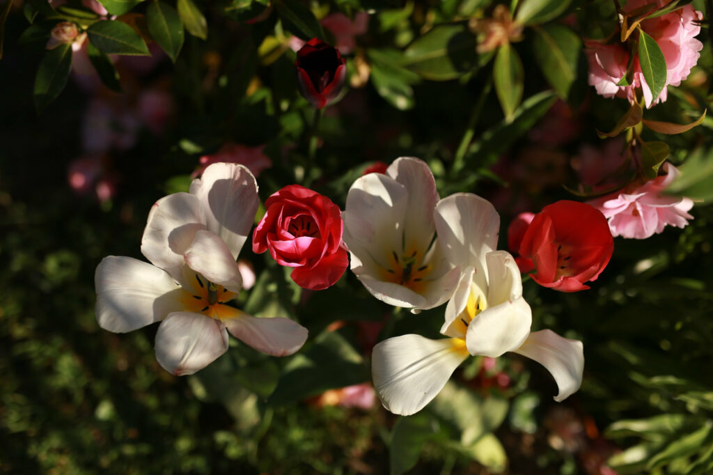 Fleurs du jardin du gîte A la lisère - Ardèche